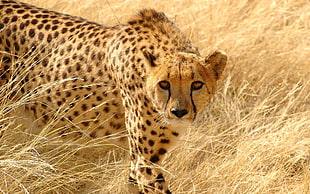 brown Leopard during day time